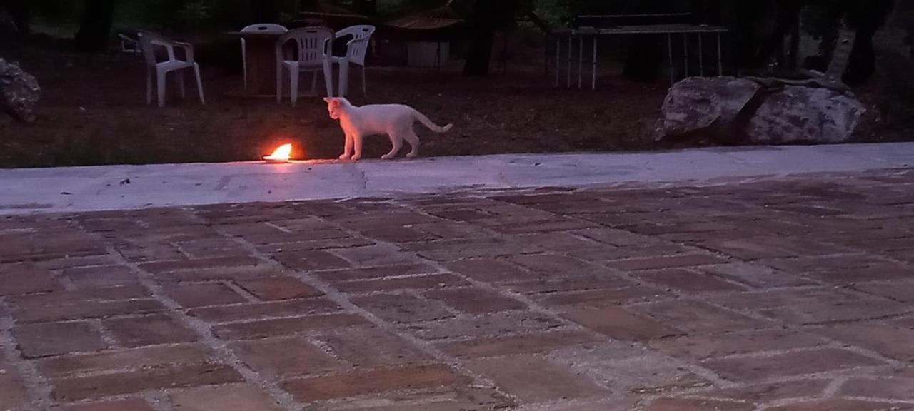 Azienda Agrituristica La Torretta Tocco da Casauria Εξωτερικό φωτογραφία